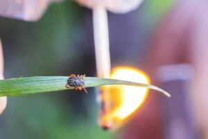 une tique sur un brin d'herbe - supercroquettes